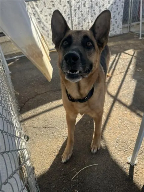 Adoptable Dog