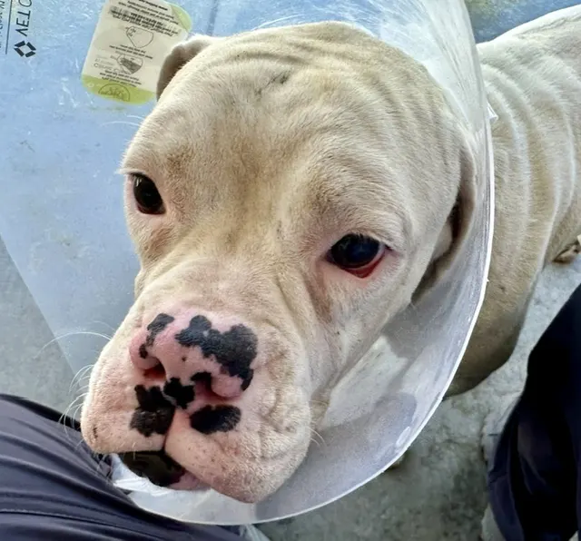 Amadeus Aka Walter*