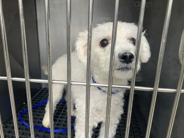 Adoptable Dog