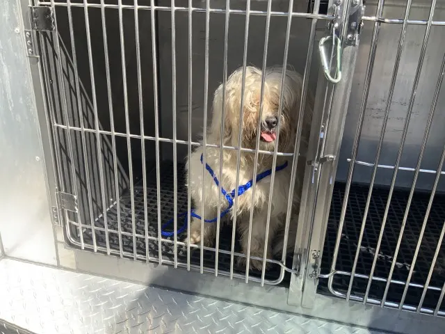 Adoptable Dog