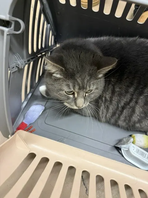 Otis