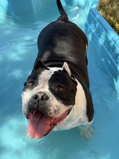 Clarabelle
