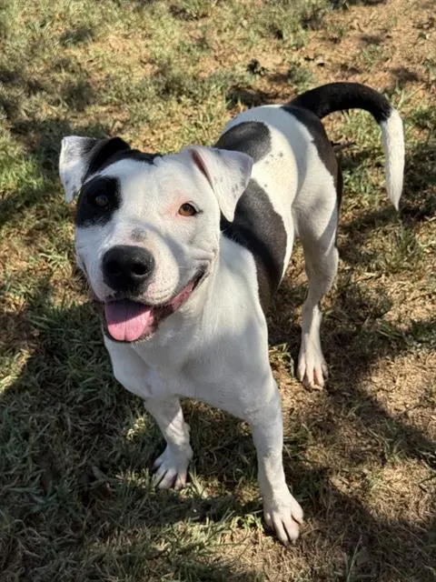 Spottie