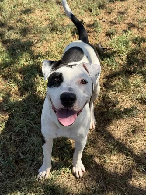 Spottie