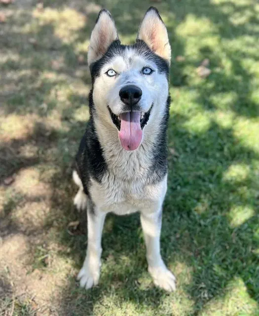 Laska