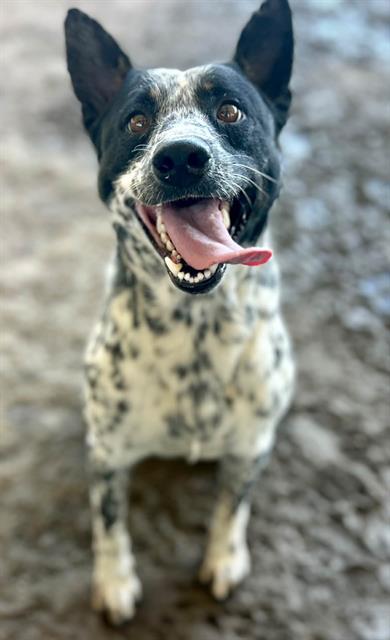 Pepper