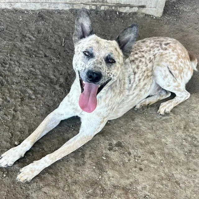 Coyote