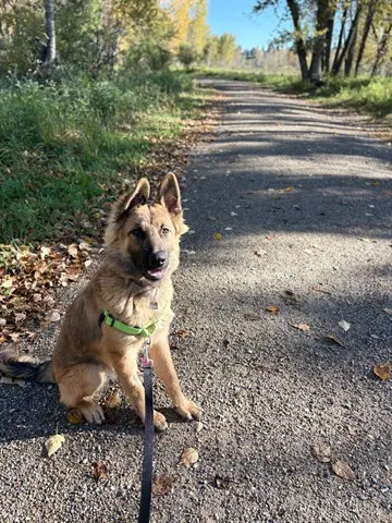 Alfie (Asc) Hidden Gem