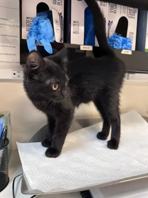 Adoptable Cat