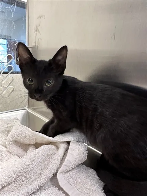 Adoptable Cat