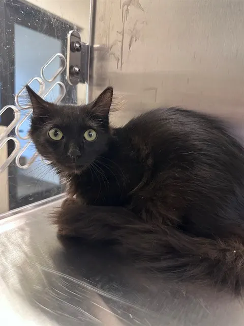 Adoptable Cat
