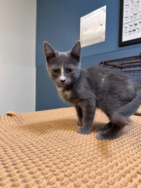 Adoptable Cat