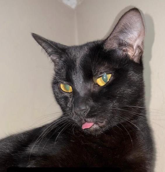 Pepper