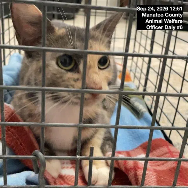 Adoptable Cat