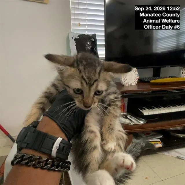 Adoptable Cat