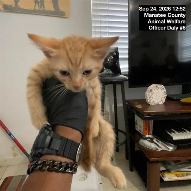 Adoptable Cat