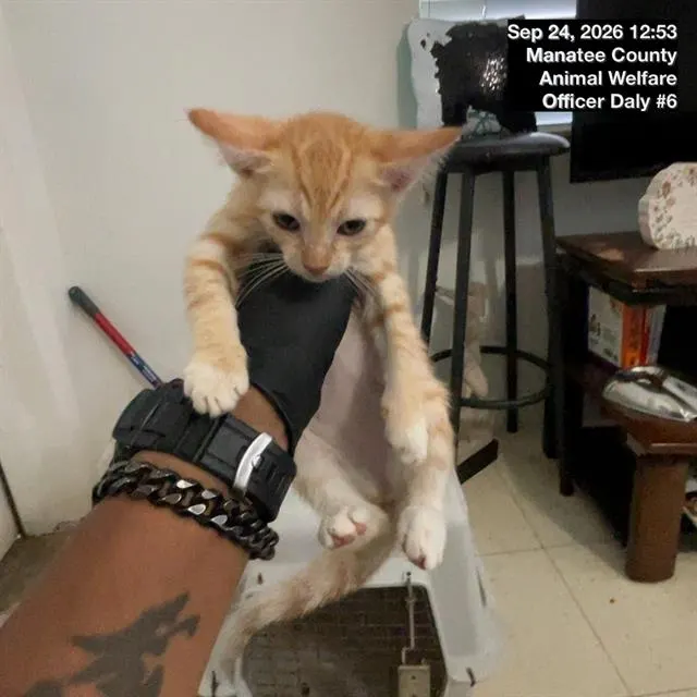 Adoptable Cat