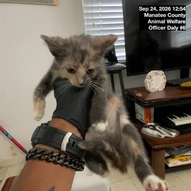 Adoptable Cat