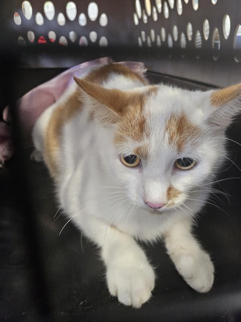 Adoptable Cat