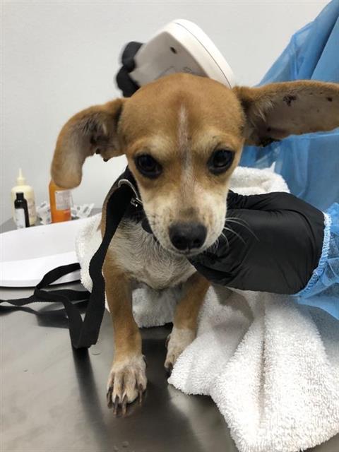 Adoptable Dog