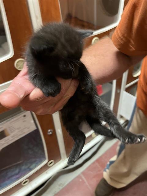 Bat