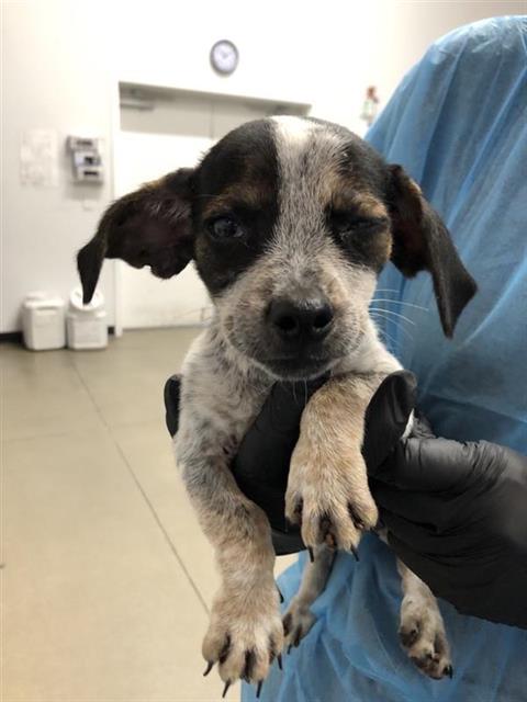 Adoptable Dog