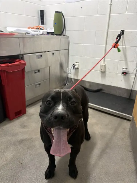 Rex