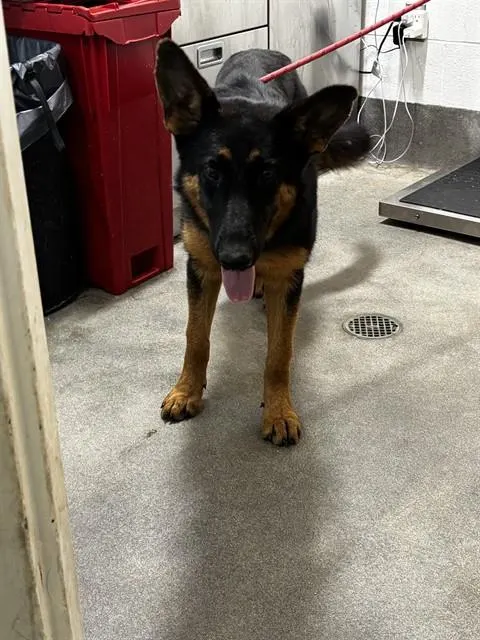 *Maggie