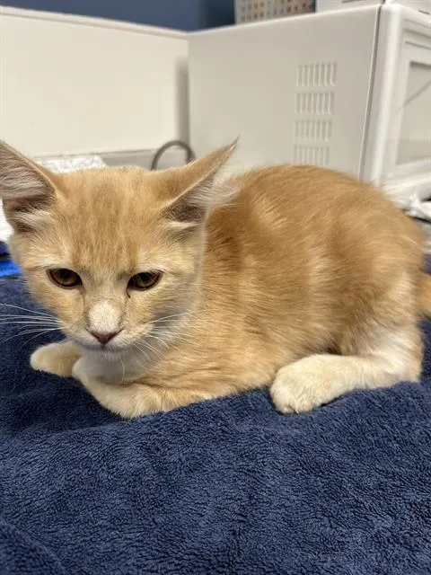 Copper*