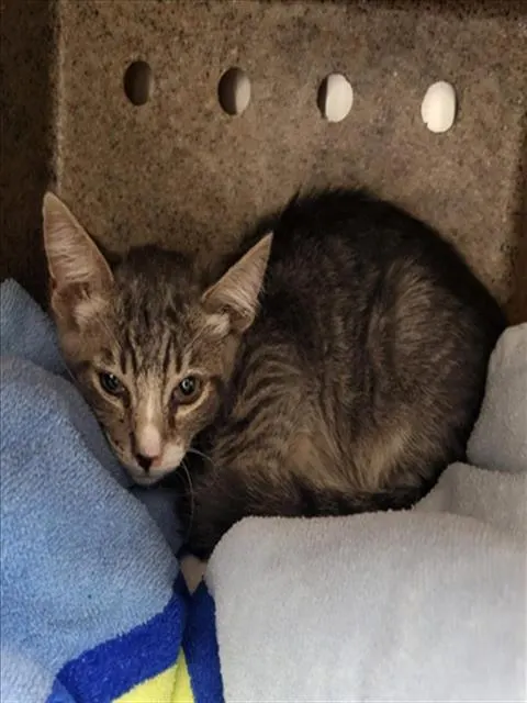 Adoptable Cat