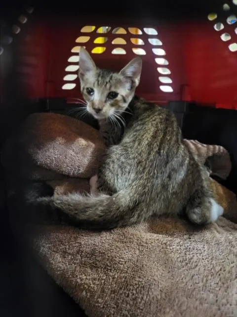 Adoptable Cat