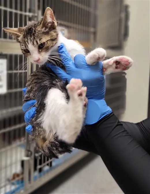 Adoptable Cat