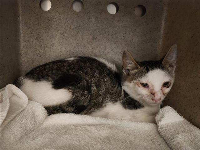 Adoptable Cat