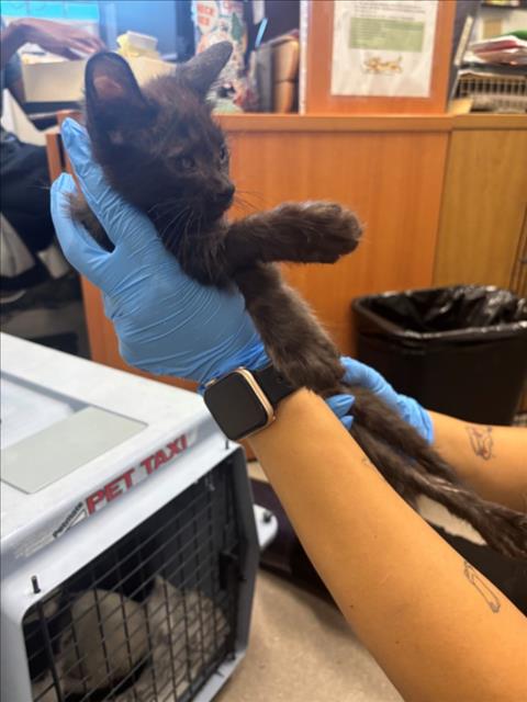 Adoptable Cat