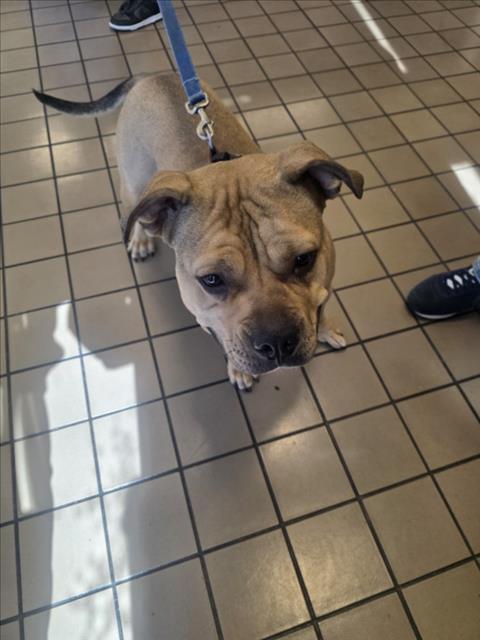 Adoptable Dog