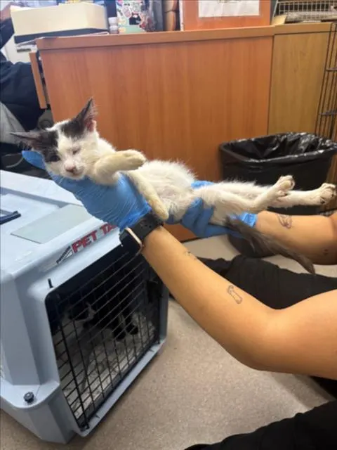 Adoptable Cat