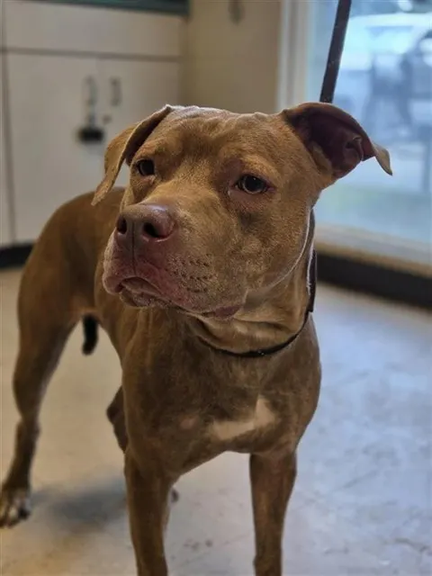Adoptable Dog