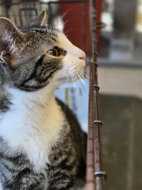 Adoptable Cat