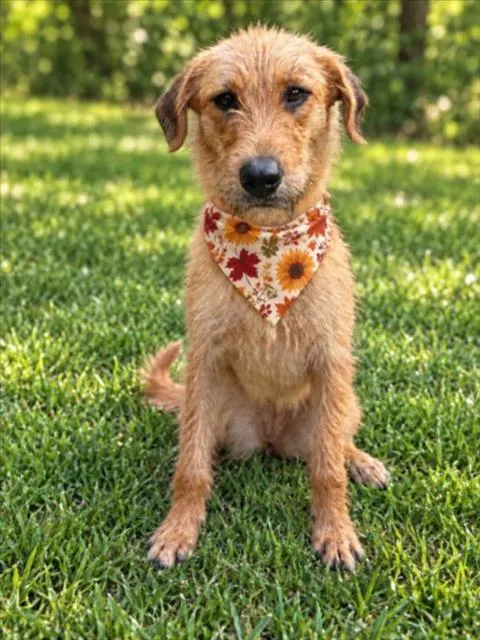 Woofstock