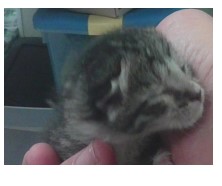 Daisy