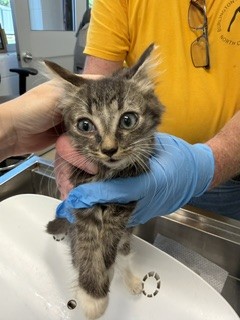 Adoptable Cat