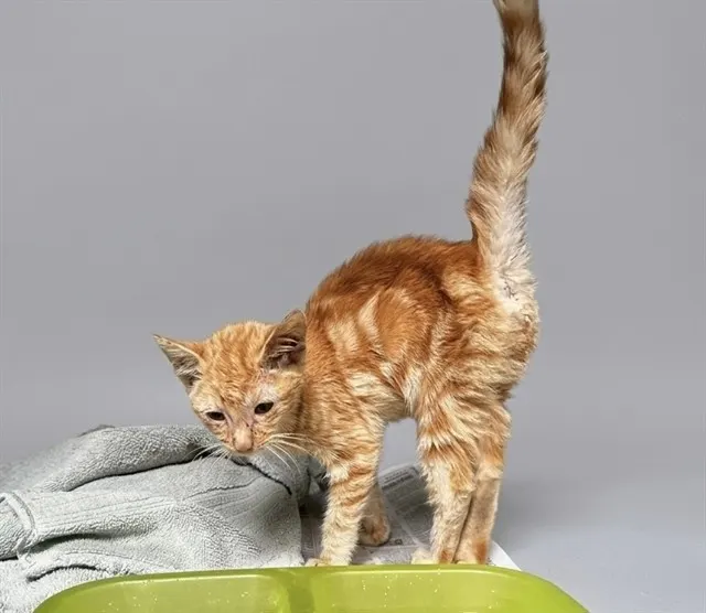 Adoptable Cat
