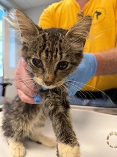 Adoptable Cat