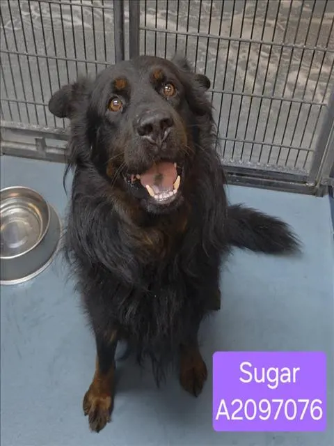 Sugar