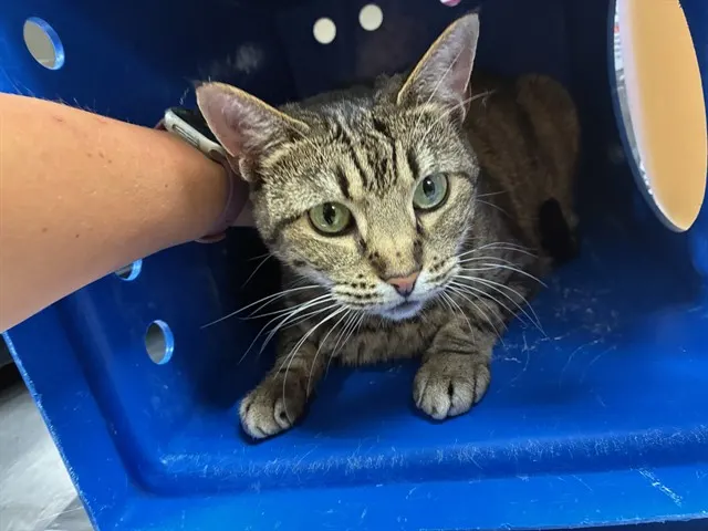 Nala