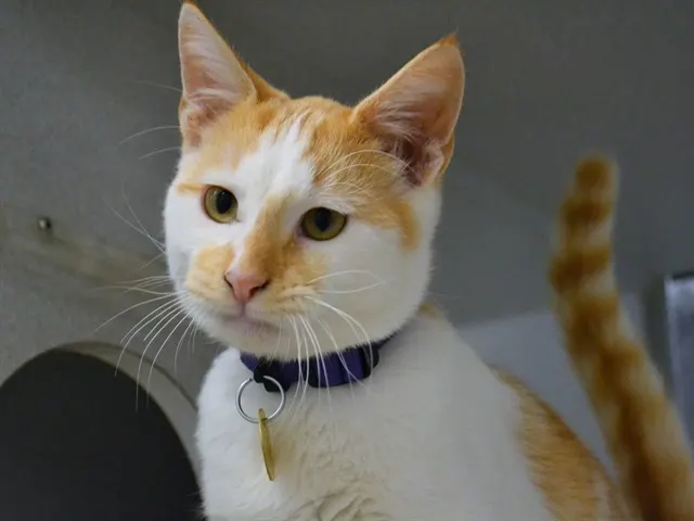 Otis