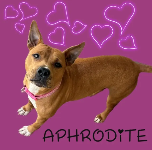 Aphrodite