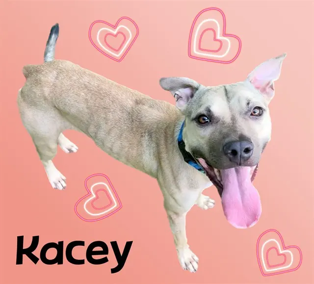 Kacey