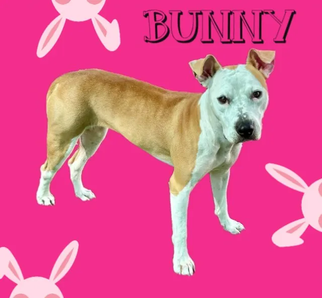 Bunny