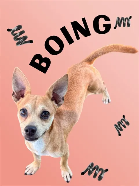 Boing